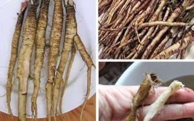 ¡Una planta que destruye las células cancerosas en tan solo 48 horas! Es 100 veces más eficaz que la quimioterapia.