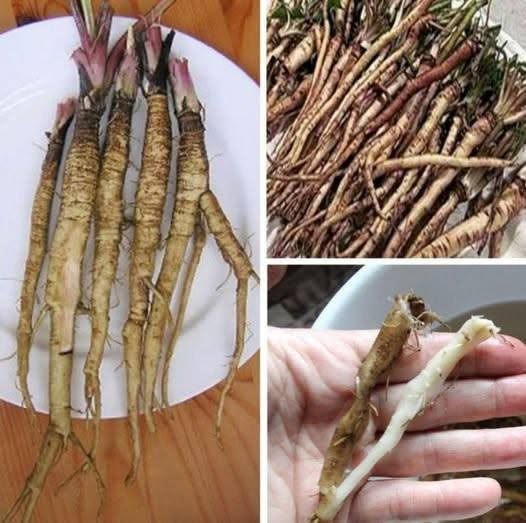 ¡Una planta que destruye las células cancerosas en tan solo 48 horas! Es 100 veces más eficaz que la quimioterapia.
