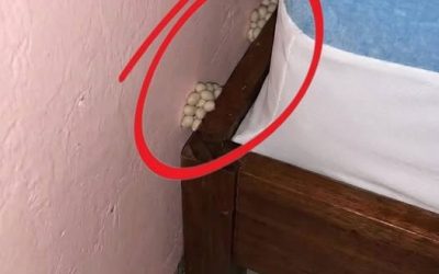 Por la noche, después de un largo día de trabajo, llegué a casa cansado, con la esperanza de dormir y descansar. Cerca de mi cama, de repente noté esto. La verdad es que me asusté mucho. Después de que se me pasó el susto, empecé a examinarlo con atención, intentando entender qué era, pero sigo sin poder descifrarlo. ¿Alguien sabe qué es esto?