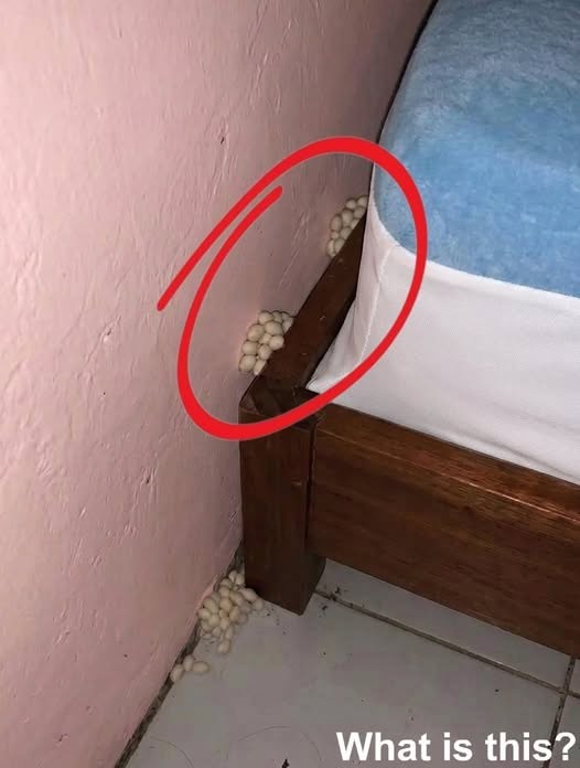 Por la noche, después de un largo día de trabajo, llegué a casa cansado, con la esperanza de dormir y descansar. Cerca de mi cama, de repente noté esto. La verdad es que me asusté mucho. Después de que se me pasó el susto, empecé a examinarlo con atención, intentando entender qué era, pero sigo sin poder descifrarlo. ¿Alguien sabe qué es esto?