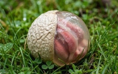 En el jardín, encontré una criatura viscosa y rojiza que desprendía un olor fuerte y nauseabundo.