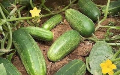 Los médicos revelan que comer pepino en ensaladas provoca…