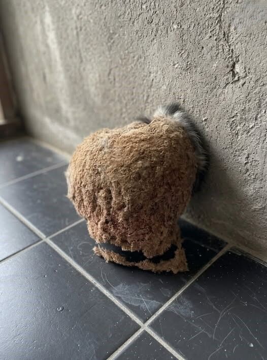 Regresamos de vacaciones y descubrimos una sorpresa inesperada en nuestro baño.