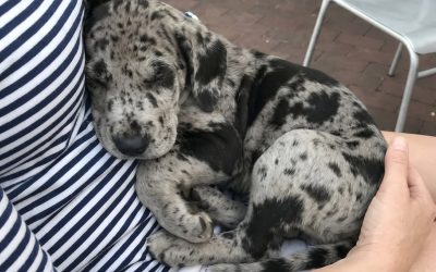 ¿Qué nombre de abuela anticuado podría ponerle a mi hija?