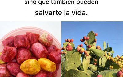 Las maravillosas propiedades terapéuticas de las tunas