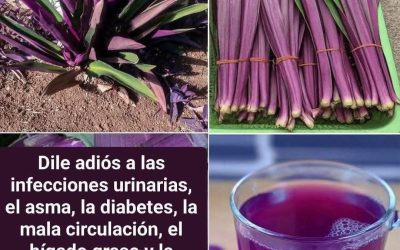 Ortiga Morada: Un Tesoro Silvestre para la Circulación y el Corazón