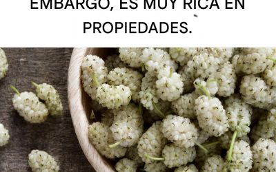 Beneficios de la mora blanca: previene el cáncer, cura la diabetes y ayuda a perder peso.