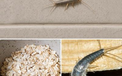 ¡Advertencia! Si ha encontrado este insecto (pez plata) en su casa, es una señal de que necesita…