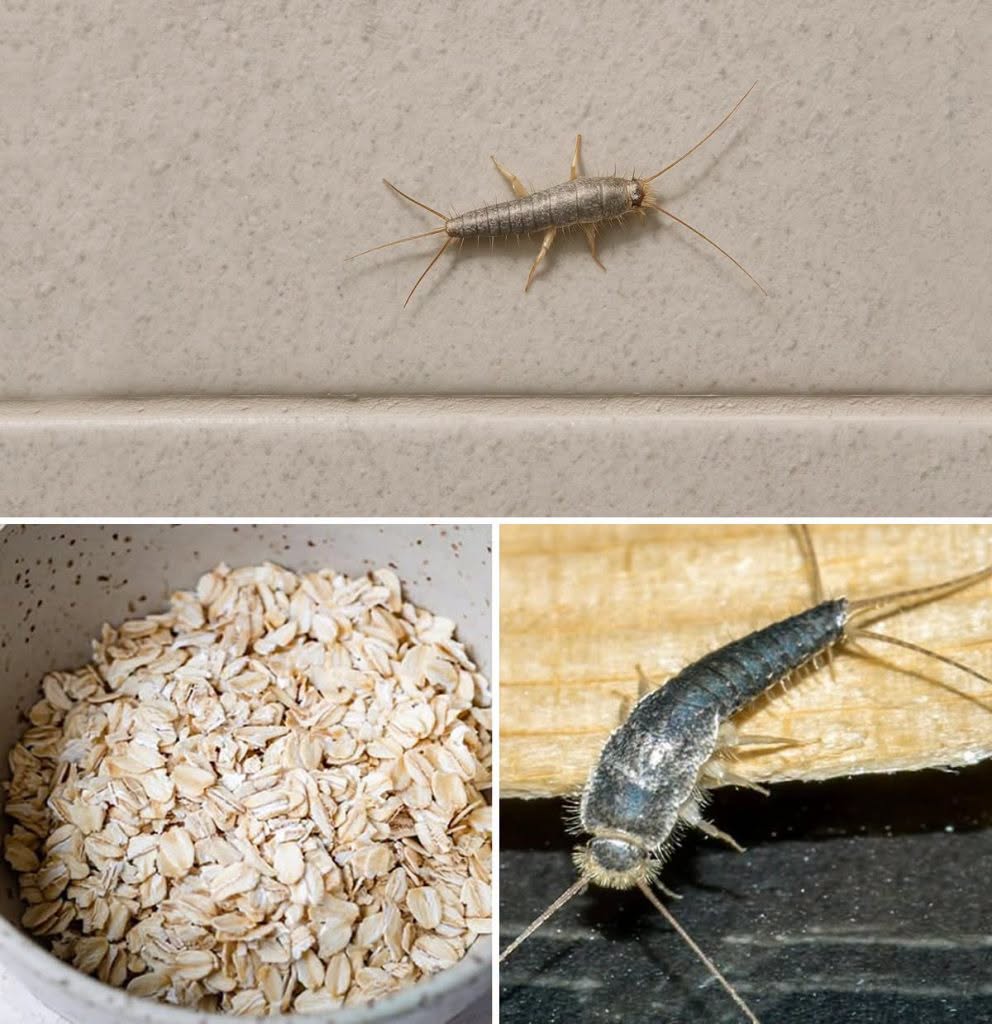 ¡Advertencia! Si ha encontrado este insecto (pez plata) en su casa, es una señal de que necesita…