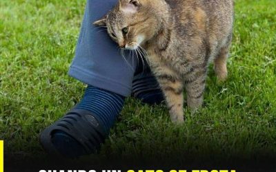 Por qué tu gato se frota contra ti y qué intenta comunicarte con ese gesto
