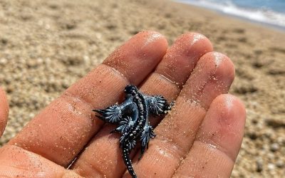 Playas cerradas, dragón azul encontrado en el mar: su objetivo es mo…Más…
